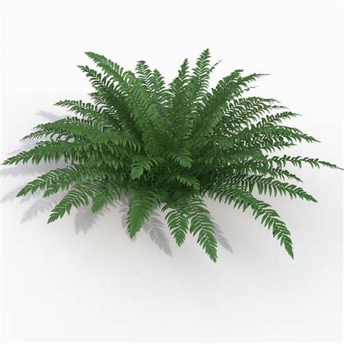 Product: Boston Fern (Nephrolepis exaltata)